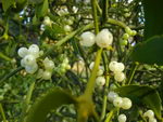 American Mistletoe, Golden Bough, Mistletoe, false mistletoe, goldenbough, birdlime
